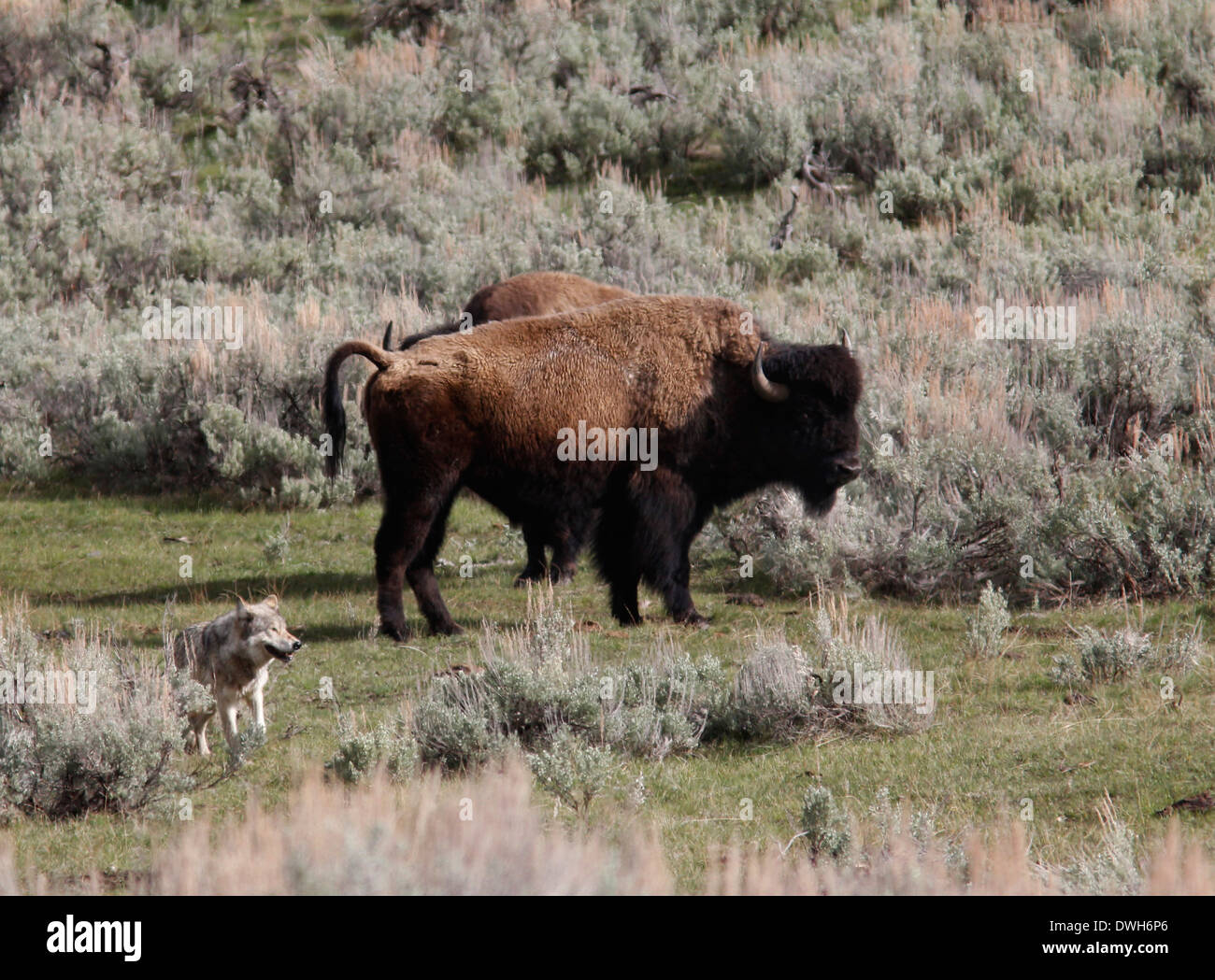 Loup gris La chasse au bison avec bébé Parc National de Yellowstone au Wyoming Banque D'Images