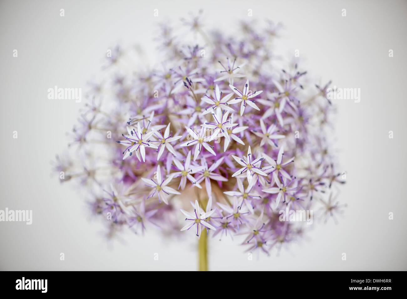 Oignons à fleurs roses et mauves fleurs sur fond blanc Banque D'Images