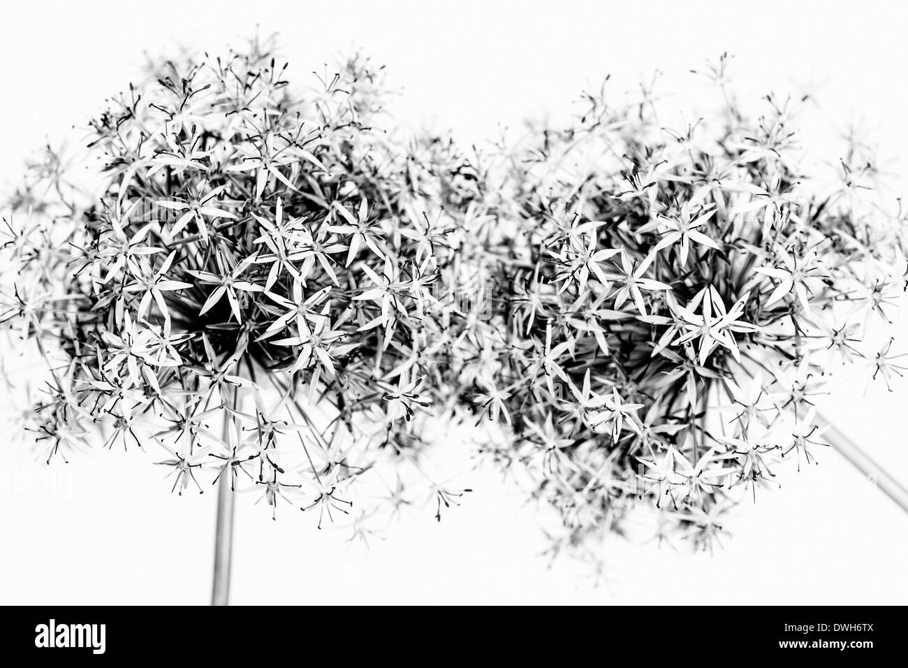 Gros plan macro de la floraison des fleurs d'oignons en noir et blanc Banque D'Images