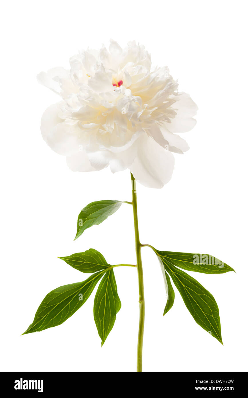Une fleur de pivoine blanche isolée avec la tige et les feuilles Banque D'Images