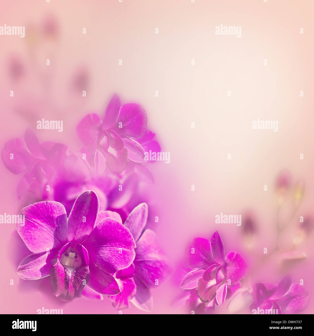 Résumé fond floral romantique rose avec des fleurs d'orchidées tropicales Banque D'Images Résumé fond floral romantique rose avec des fleurs d'orchidées tropicales Banque D'Images