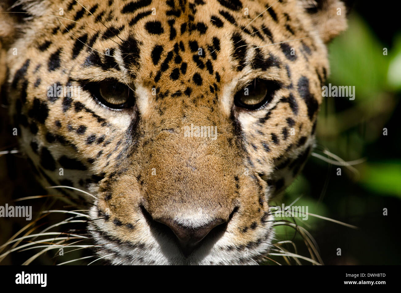 Le Belize, district de Belize, Belize City, Belize City Zoo. (Jaguar) en captivité dans la jungle. Close-up of face. Banque D'Images