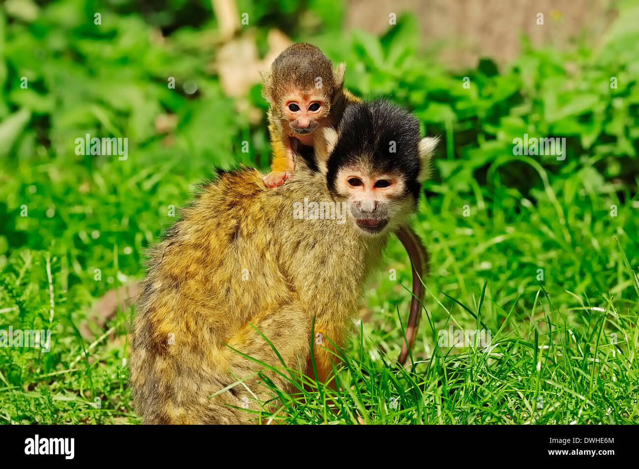 Singe-écureuil bolivien ou Black-capped singe écureuil (Saimiri boliviensis), femme avec de jeunes Banque D'Images