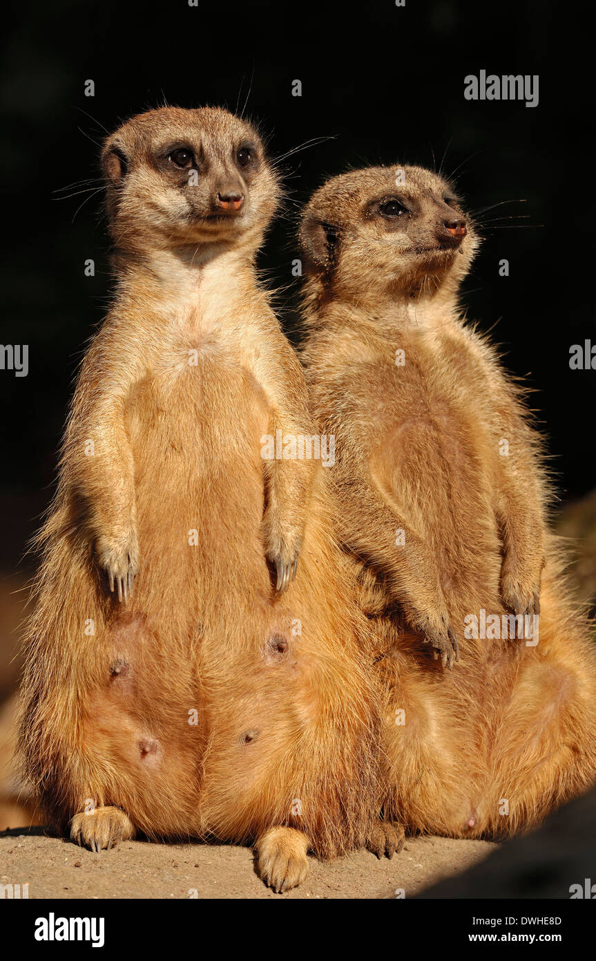 Meerkat ou Suricate (Suricata suricatta), paire Banque D'Images