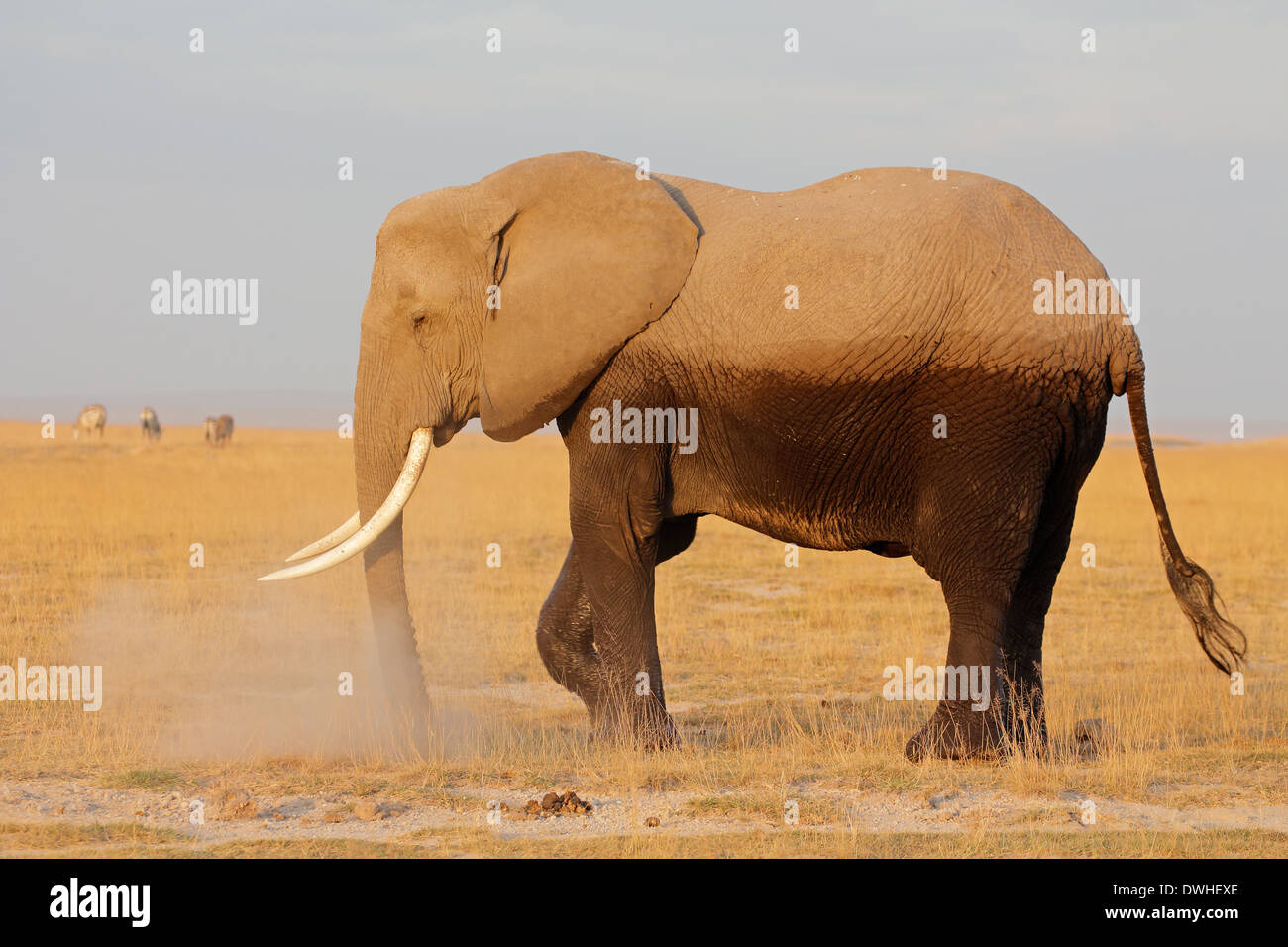 L'éléphant africain (Loxodonta africana), le Parc national Amboseli, Kenya Banque D'Images