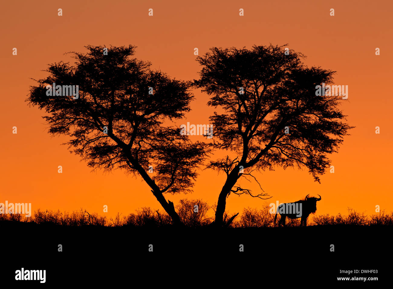 Acacia africains et un gnous silhouetté contre un coucher de soleil rouge Banque D'Images
