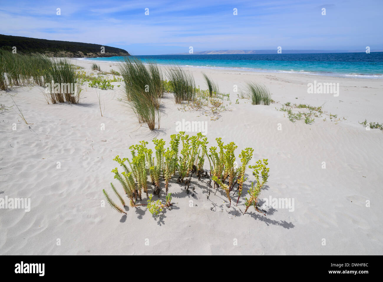 La baie d'antichambre, Kangaroo Island, Australie du Sud, SA, Australie Banque D'Images