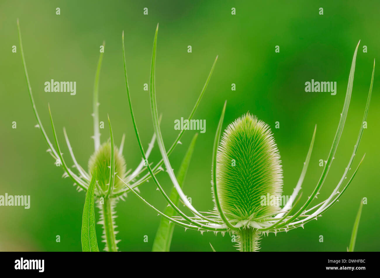 Cardère à foulon Cardère sauvage ou (Dipsacus sylvestris, Dipsacus fullonum), Nordrhein-Westfalen, Allemagne Banque D'Images