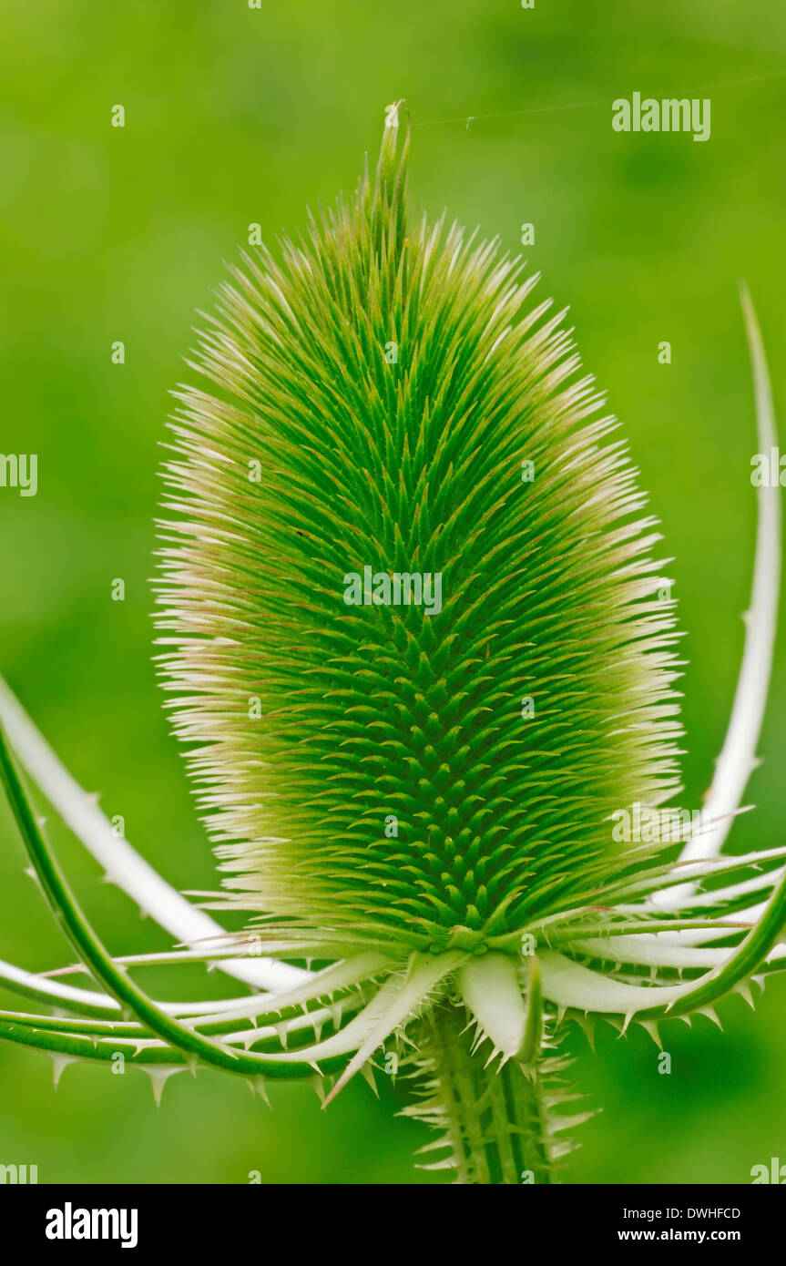 Cardère à foulon Cardère sauvage ou (Dipsacus sylvestris, Dipsacus fullonum), Nordrhein-Westfalen, Allemagne Banque D'Images