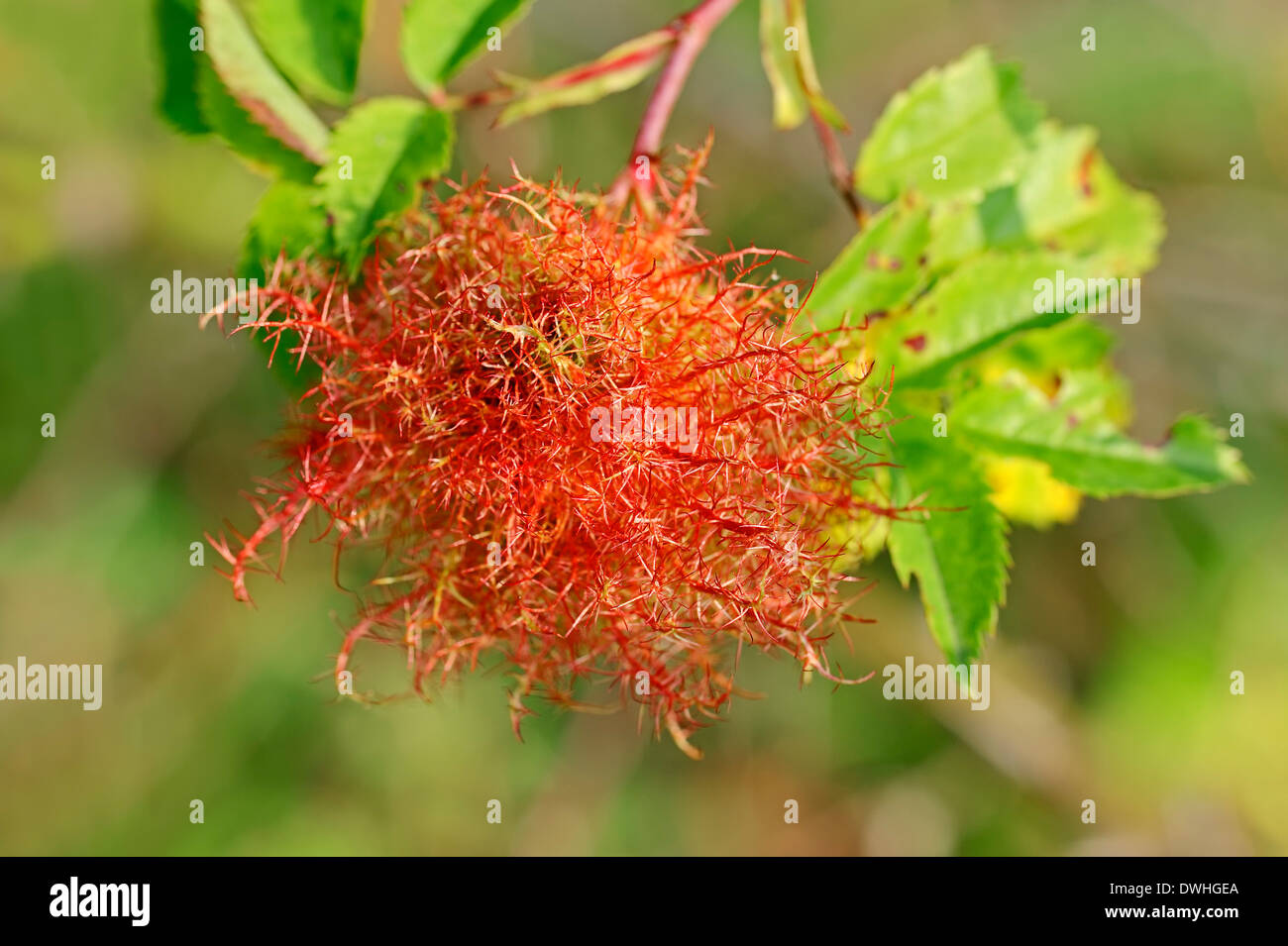 Rose Bedeguar Galle, Robin's Pincushion Gall, ou Moss Gall (Diplolepis rosae), Nordrhein-Westfalen, Allemagne Banque D'Images