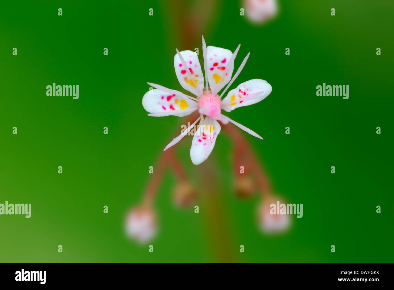 London Pride / (Saxifraga umbrosa, Saxifraga urbium x) Banque D'Images