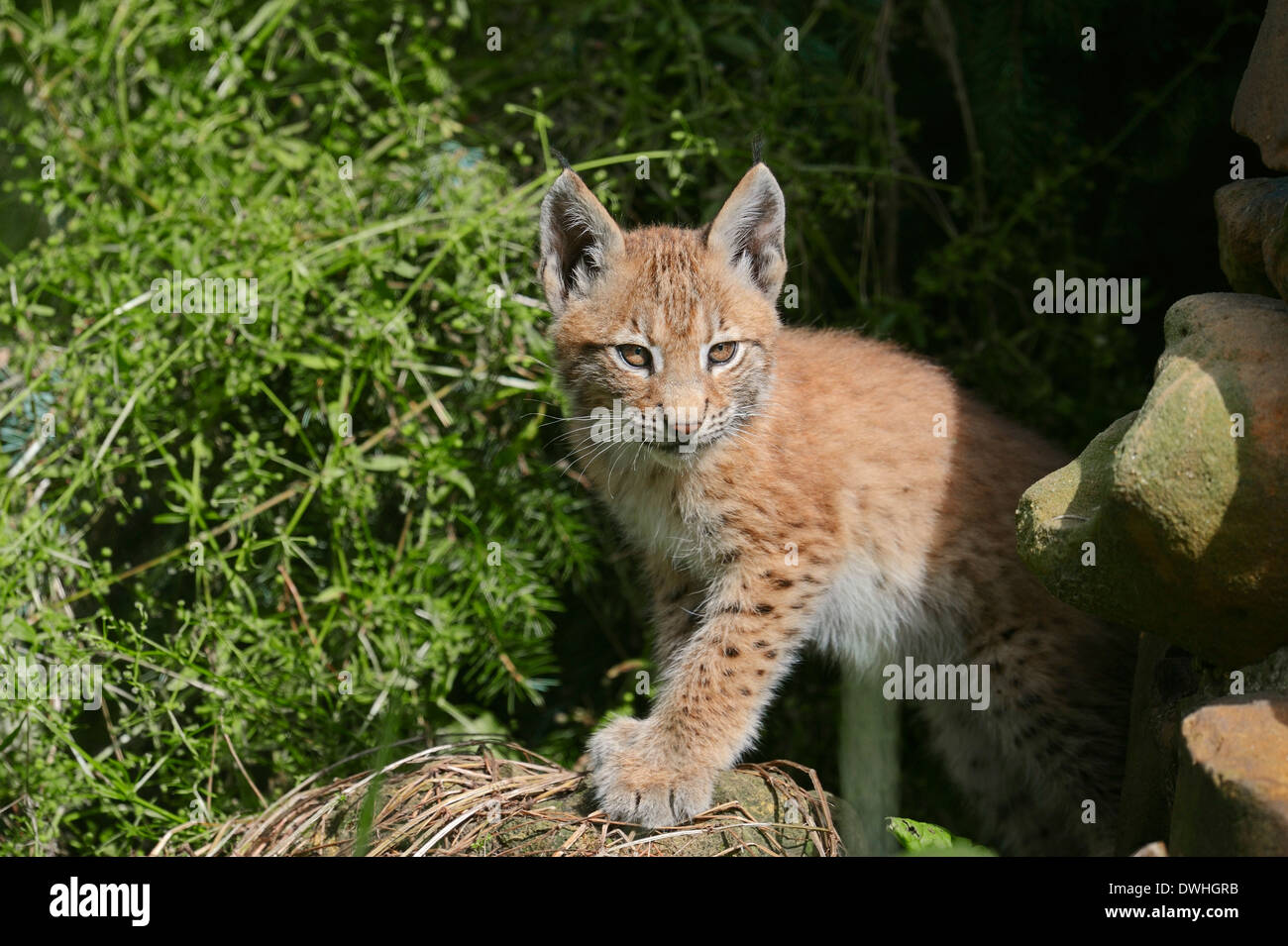 Le Lynx eurasien (Lynx lynx), Cub Banque D'Images