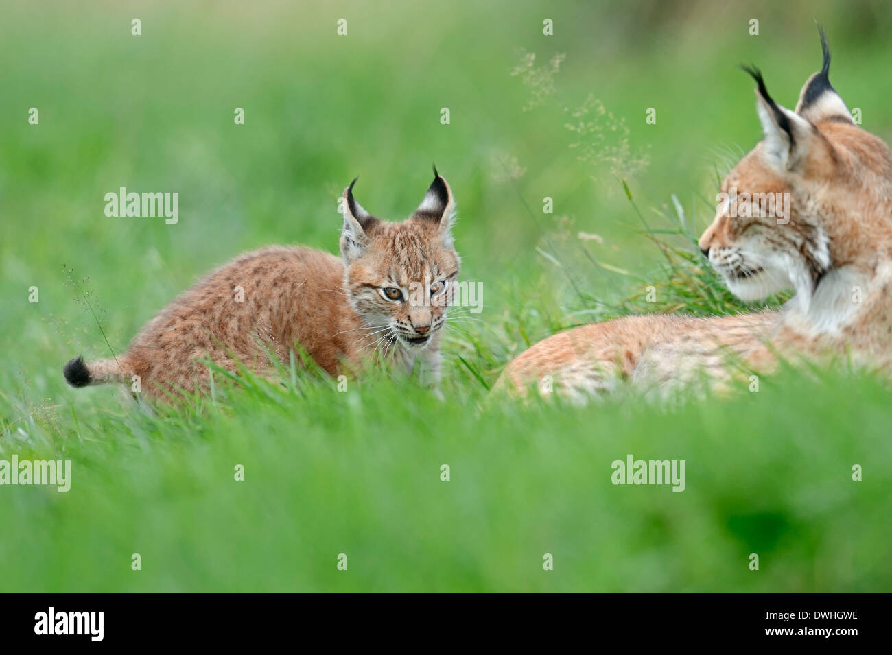 Le Lynx eurasien (Lynx lynx), Femme avec cub Banque D'Images