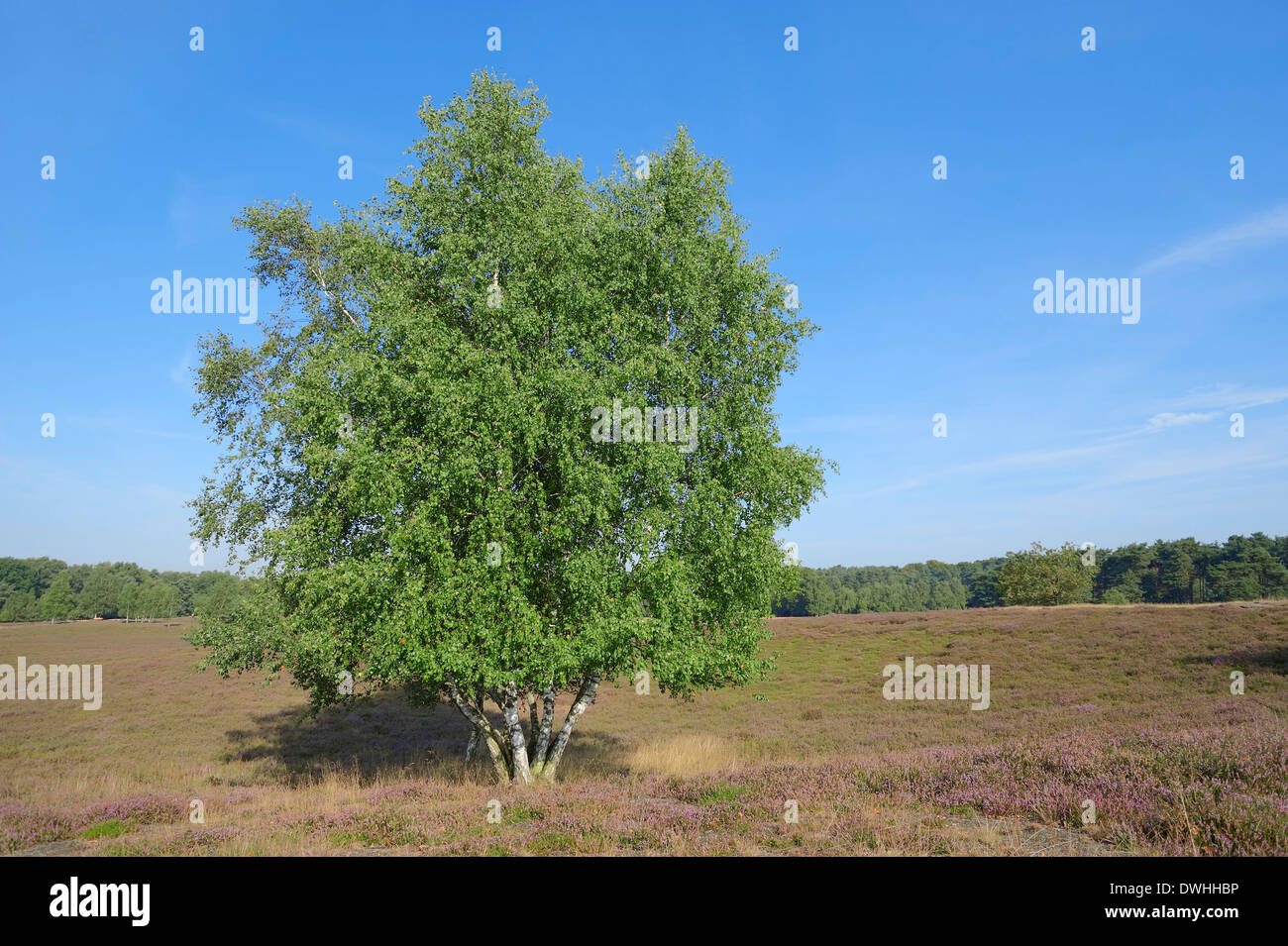 Le bouleau verruqueux (Betula pendula, Betula alba, Betula verrucosa) dans la lande, Westruper Heide, Rhénanie du Nord-Westphalie, Allemagne Banque D'Images