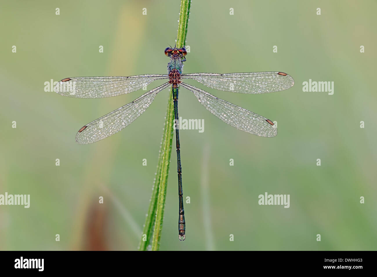 Willow Emerald (Lestes viridis demoiselle, Chalcolestes viridis), homme, Rhénanie du Nord-Westphalie, Allemagne Banque D'Images