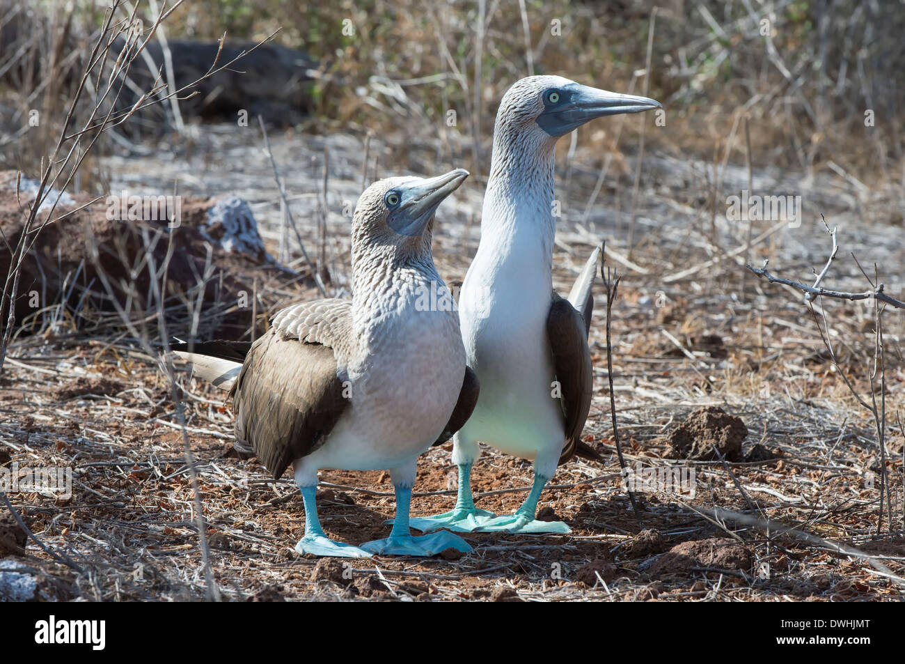 Fou à pieds bleus Galapagos Banque D'Images