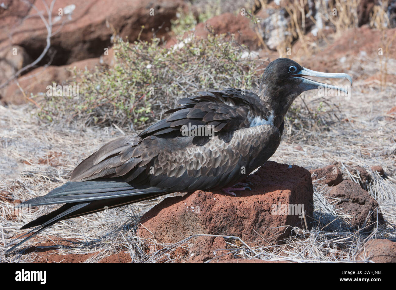 De magnifiques oiseaux Frégate Banque D'Images