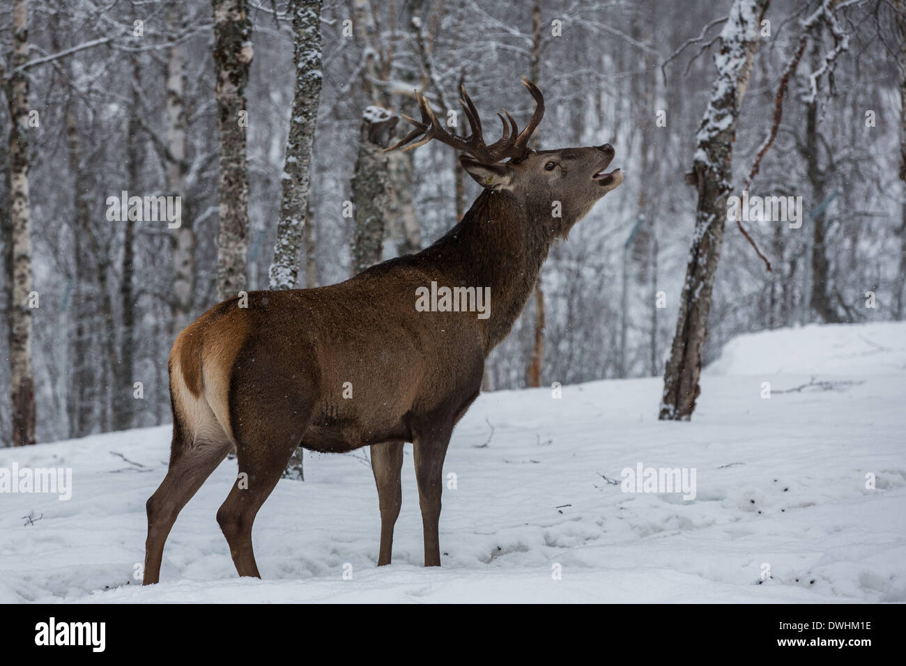 Deer stag appelant à forest Banque D'Images
