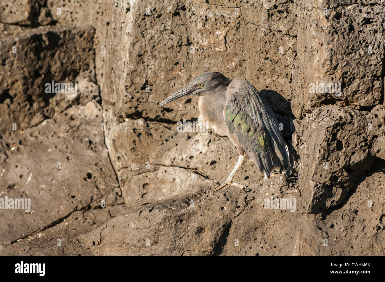 Butorides sundevalli Banque de photographies et d’images à haute