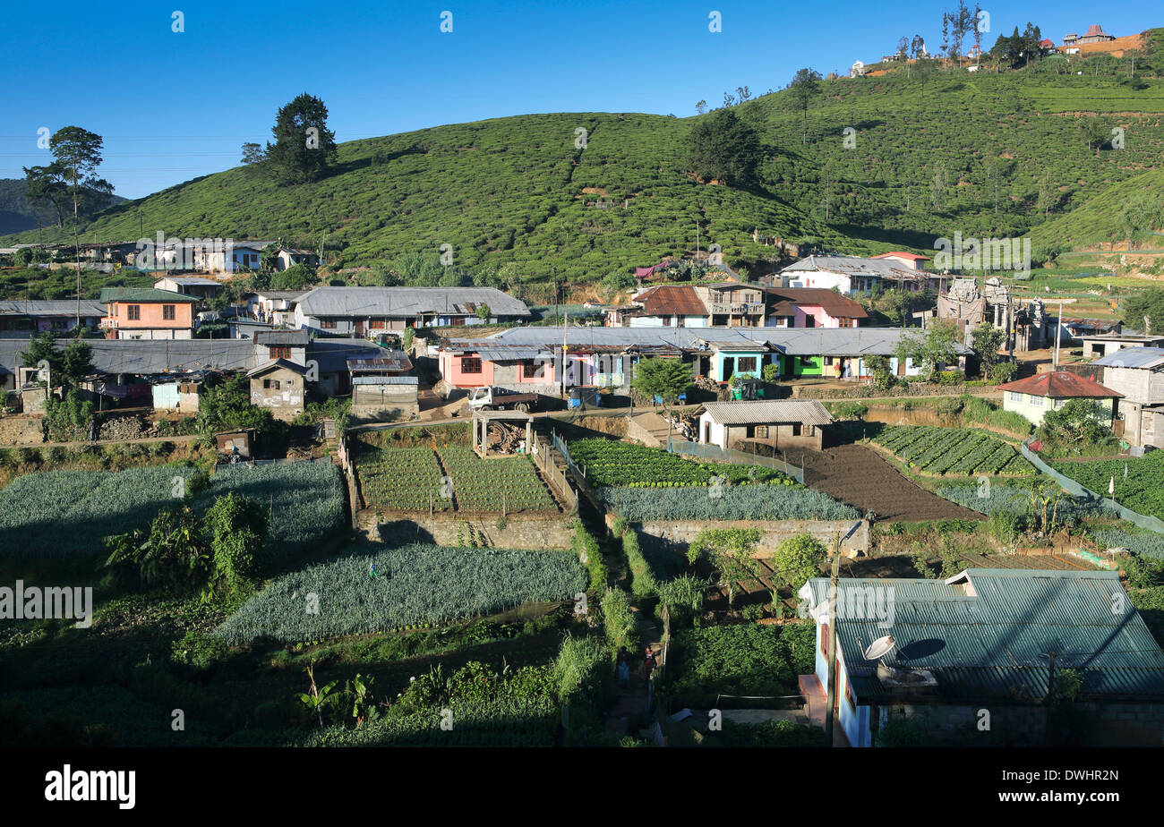 Quartier pauvre avec logement de base à Nuwara Eliya, Sri Lanka Banque D'Images