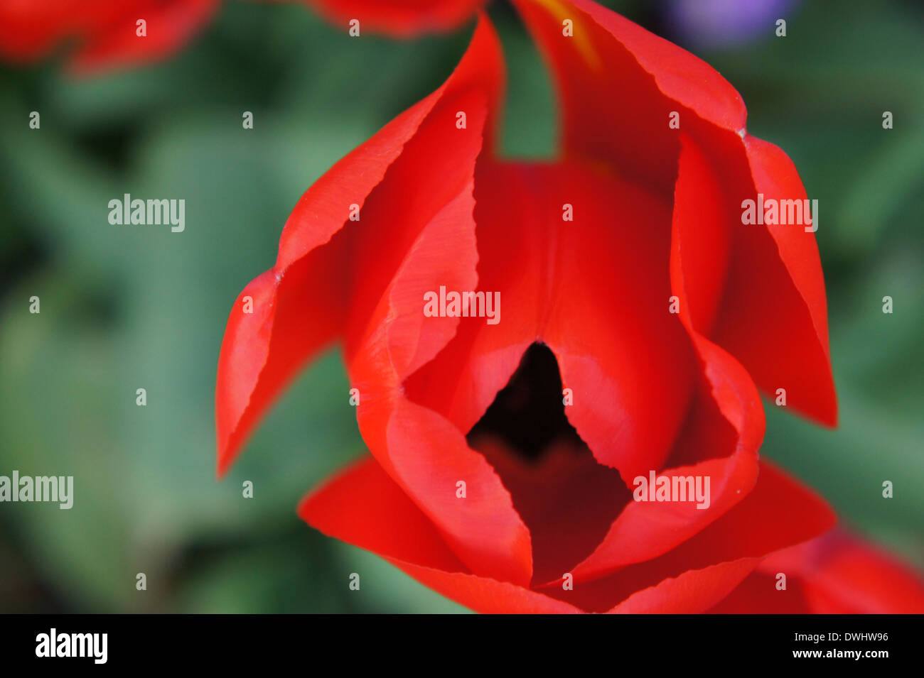 Close up de jardin Tulip. Banque D'Images