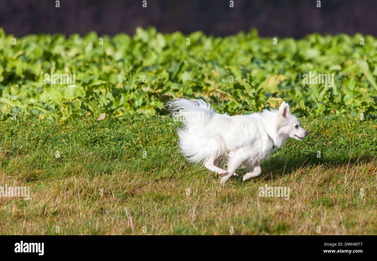 Blanc chien Pomeranian running on grass field Banque D'Images