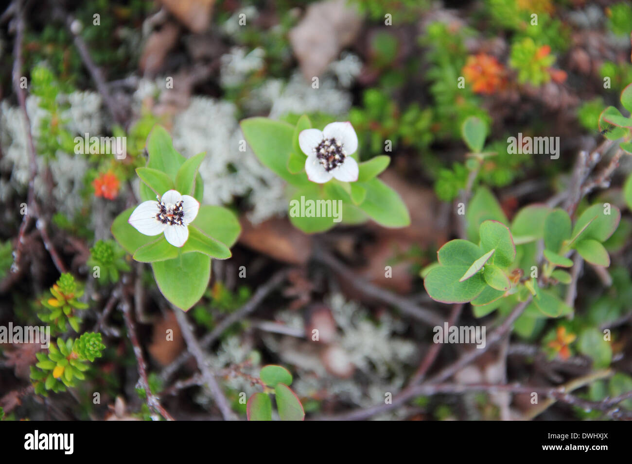 Dwarf Cornel fleurs blanches de Laponie Banque D'Images