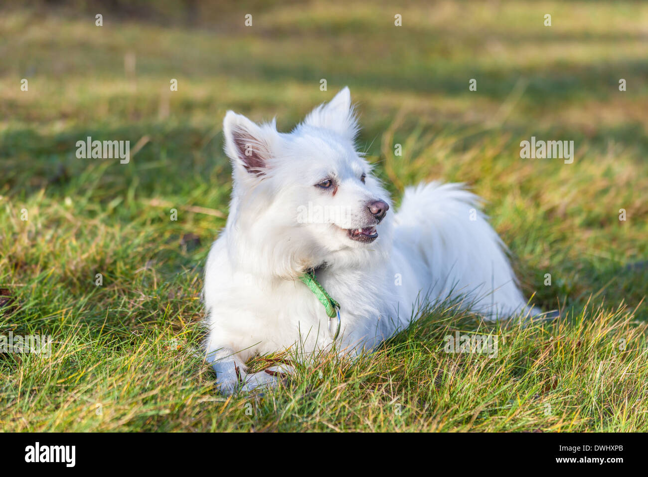 Blanc chien Pomeranian lying on grass field Banque D'Images