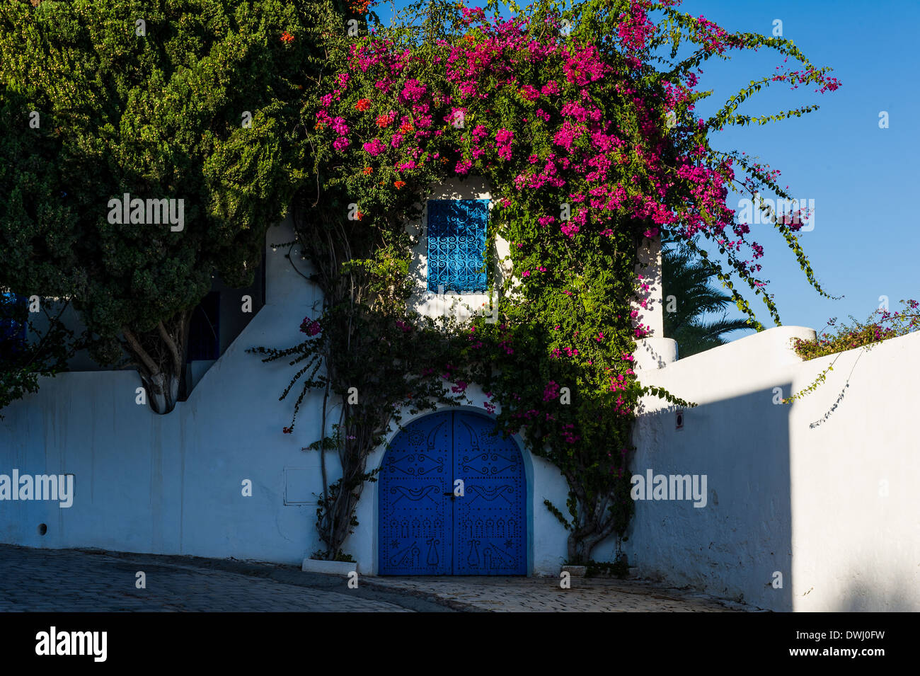 L'Afrique du Nord, Tunisie, Sidi Bou Said. Maisons Blanches traditionnelles typiques de bougainvillées. Banque D'Images