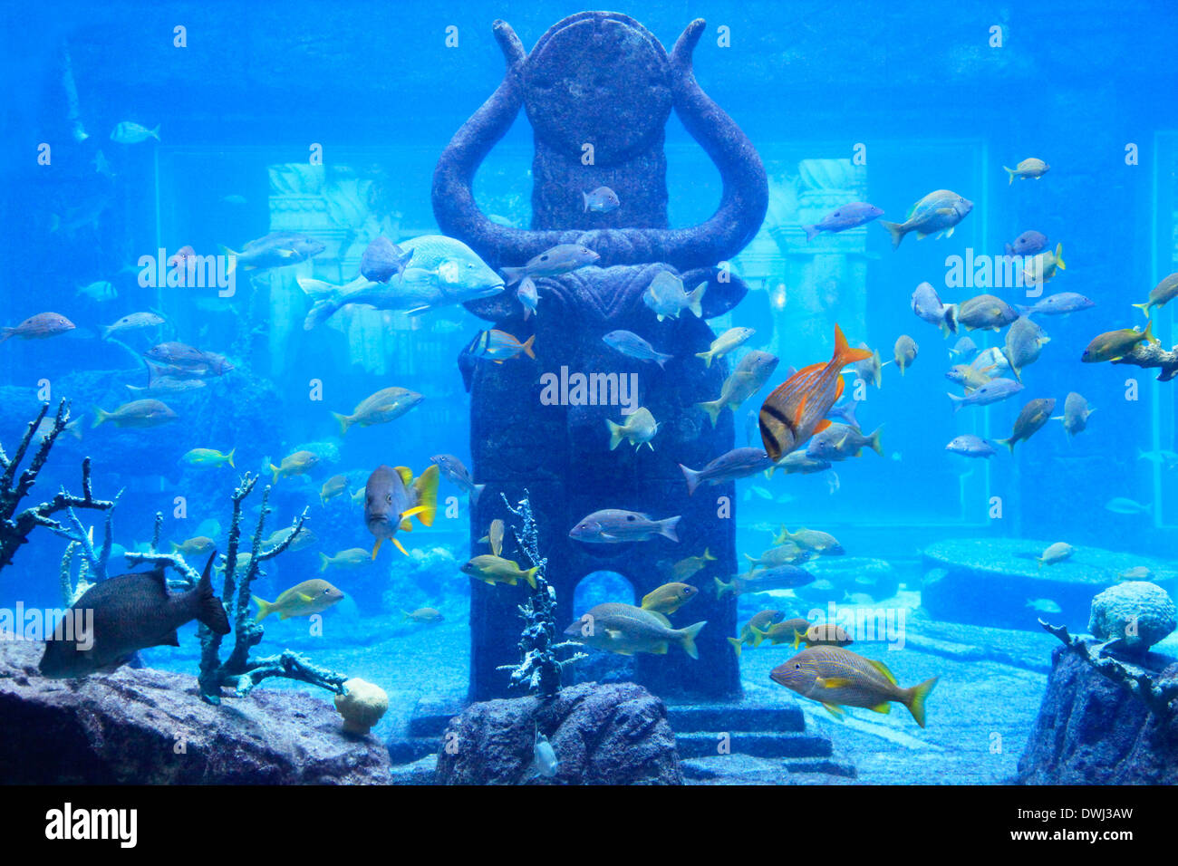 Aquarium dans les Bahamas, l'île de paradis Banque D'Images