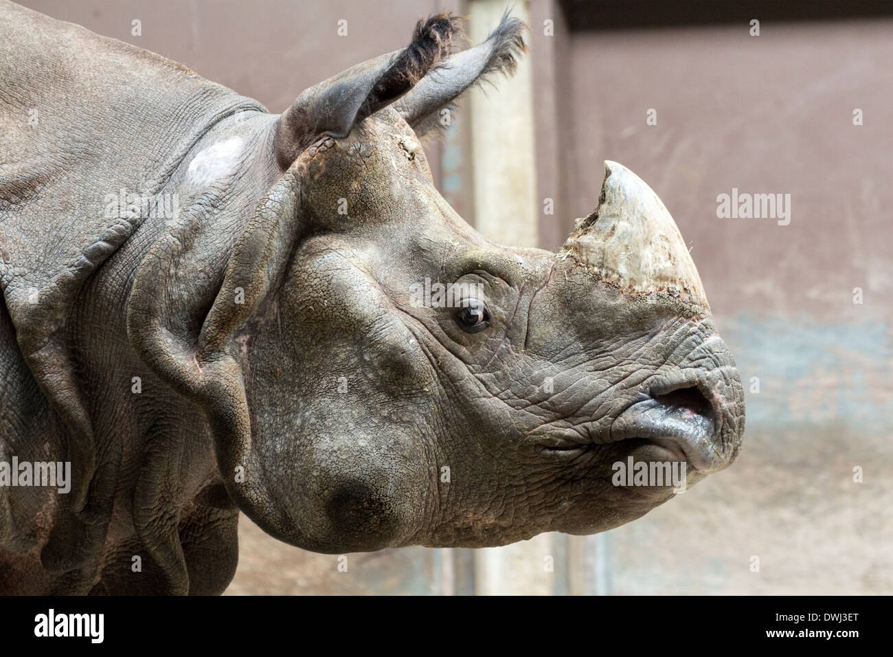 Rhinocéros indien au Zoo de Toronto Banque D'Images