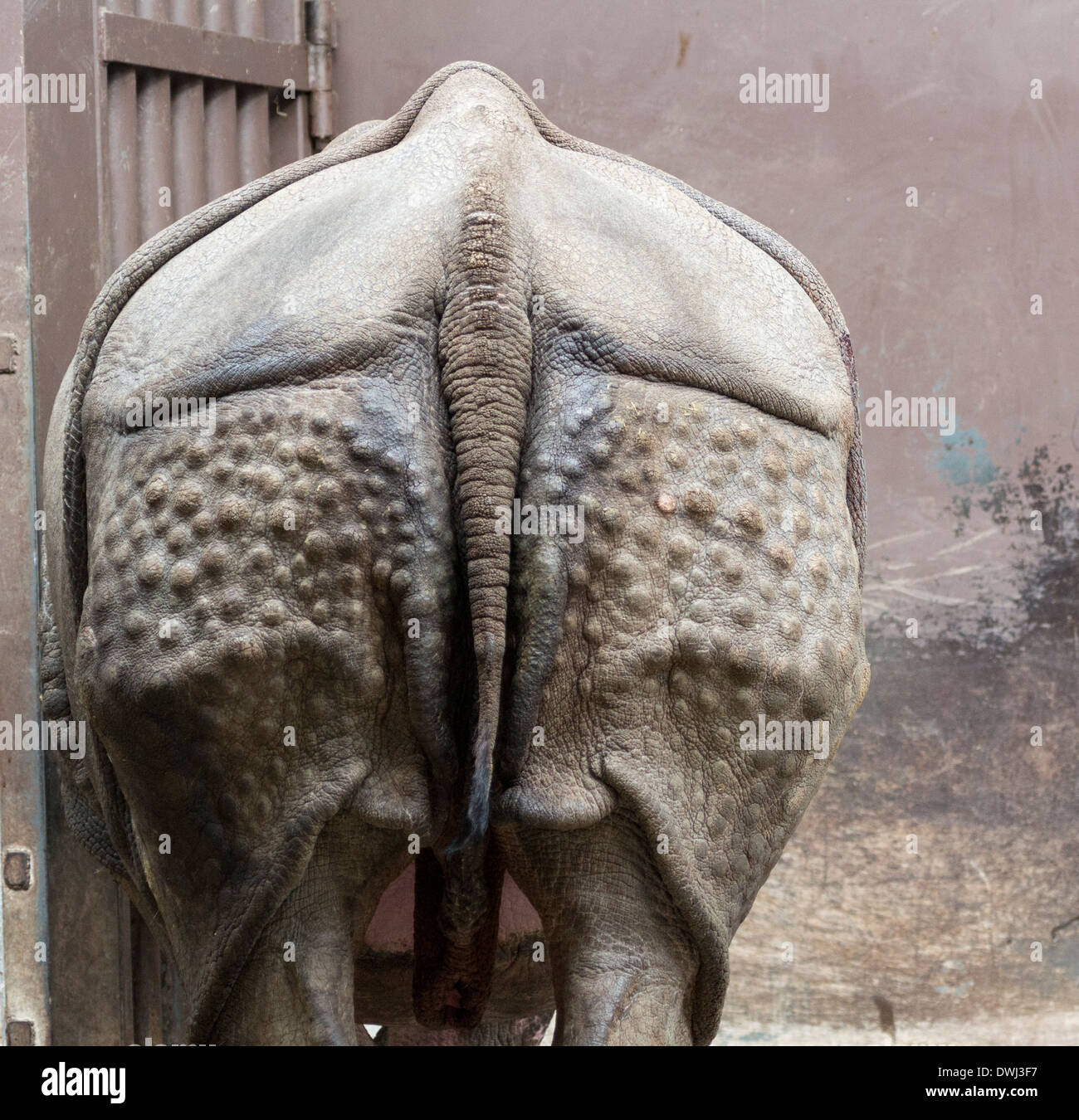 Vue arrière du rhinocéros indien au Zoo de Toronto Banque D'Images