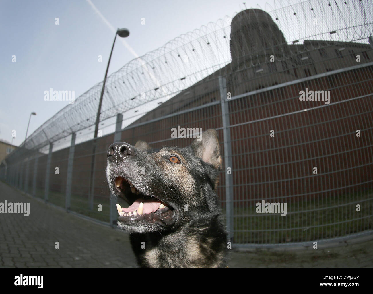 Hambourg, Allemagne. 07Th Mar, 2014. Chien Renifleur de drogue "Faxe" aboie à une clôture de la maison d'arrêt à Hambourg, Allemagne, 07 mars 2014. Les responsables de Hambourg et des chiens renifleurs sont en fonctionnement presque tous les jours à la recherche des téléphones portables, de la drogue ou d'armes dans les prisons. Photo : AXEL HEIMKEN/dpa/Alamy Live News Banque D'Images