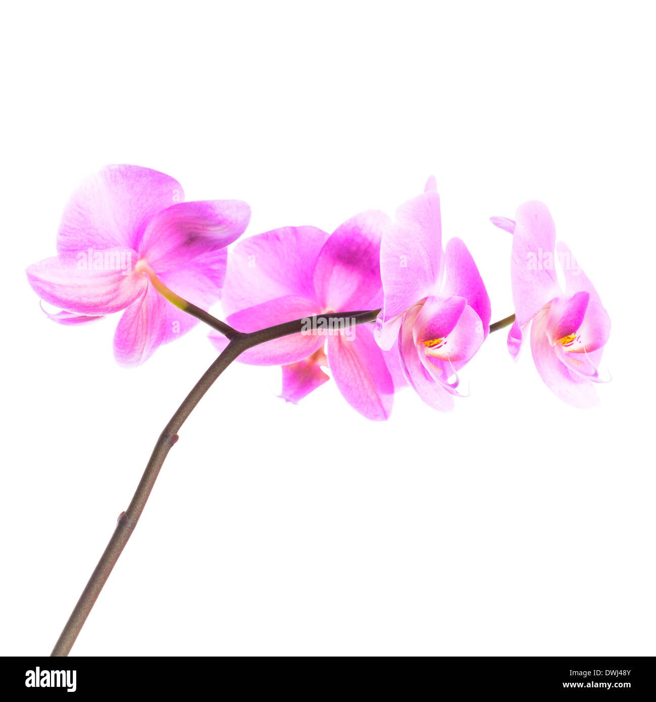 Fleurs orchidée rose groupe isolé sur fond blanc Banque D'Images