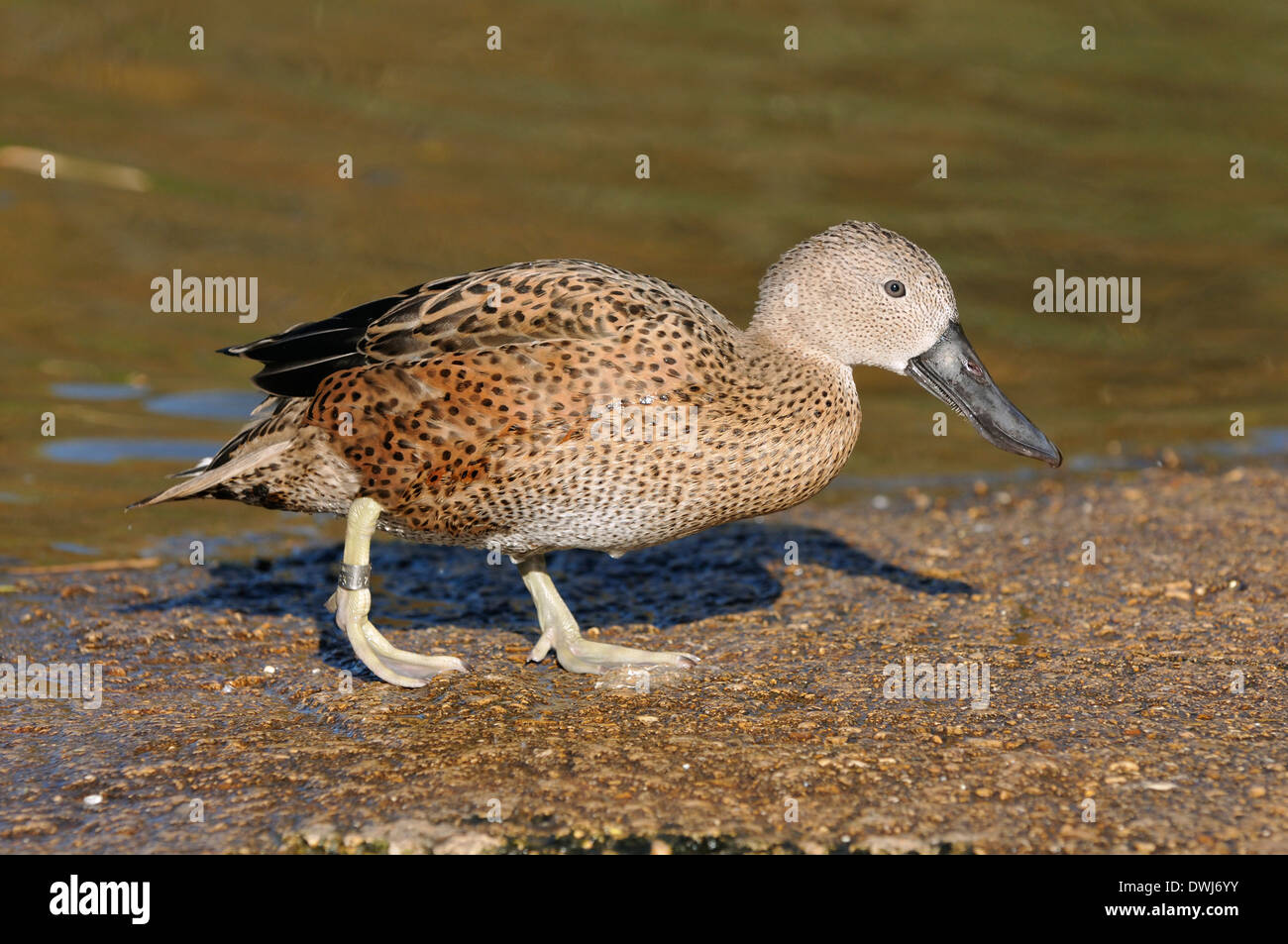 Canard souchet - Anas rouge Canard femelle platalea Banque D'Images