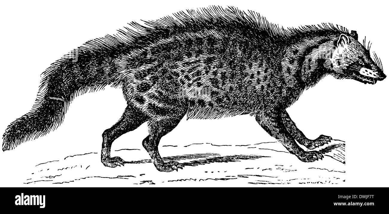 Civet de chat Banque D'Images