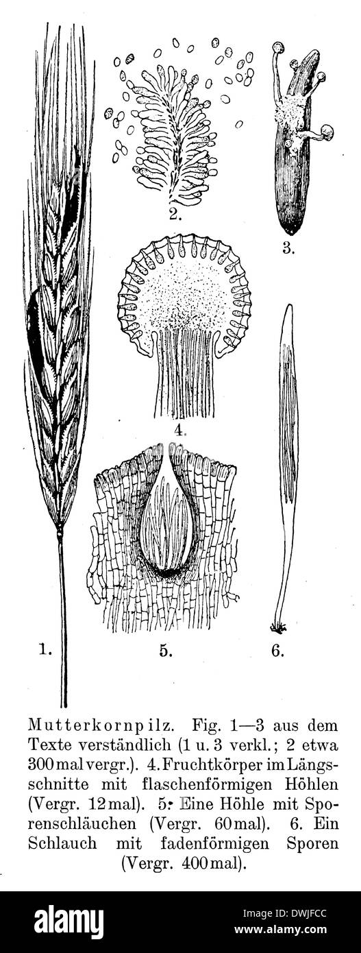 Ergot de seigle Banque D'Images Ergot de seigle Banque D'Images