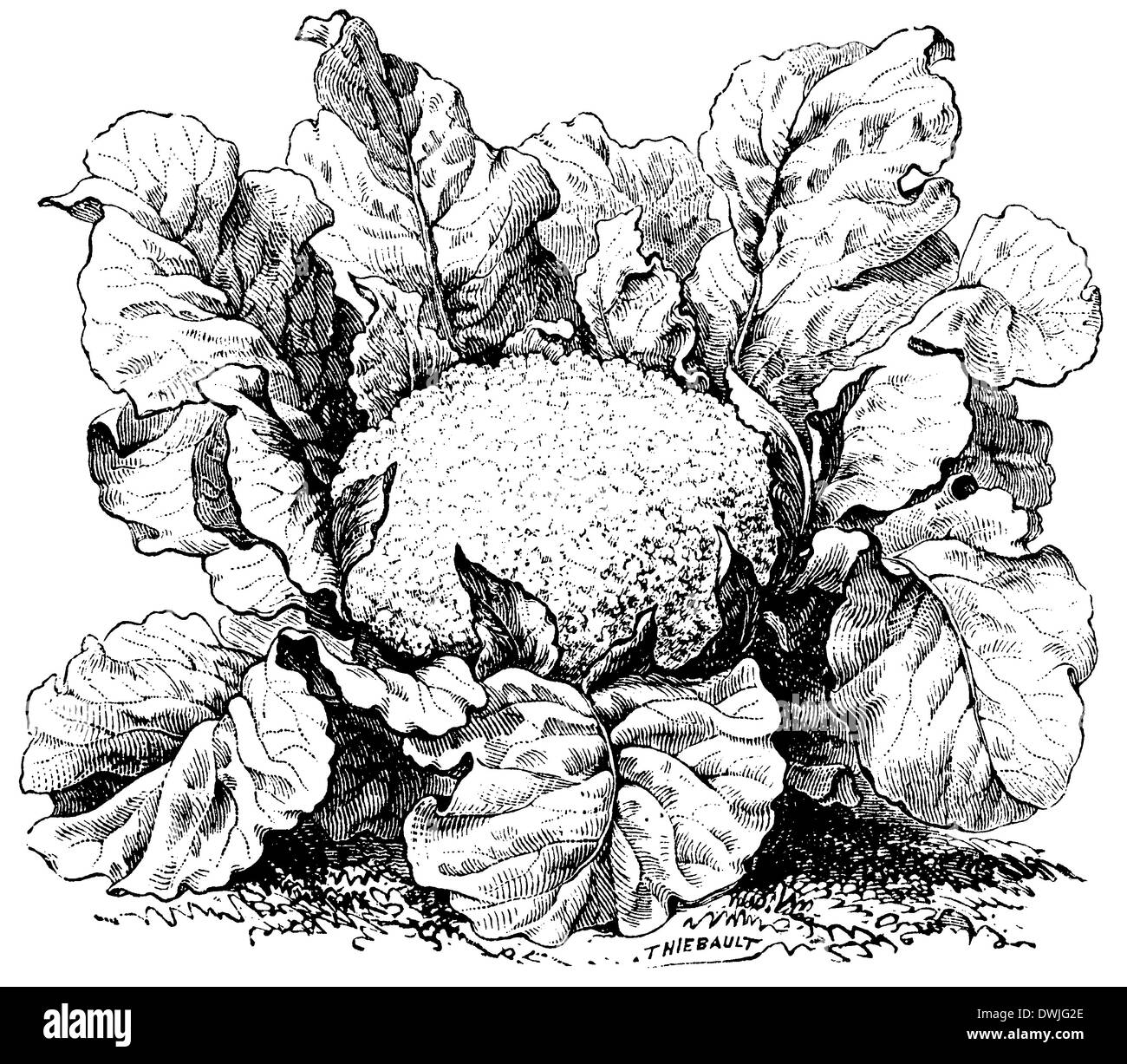 Chou-fleur Banque D'Images