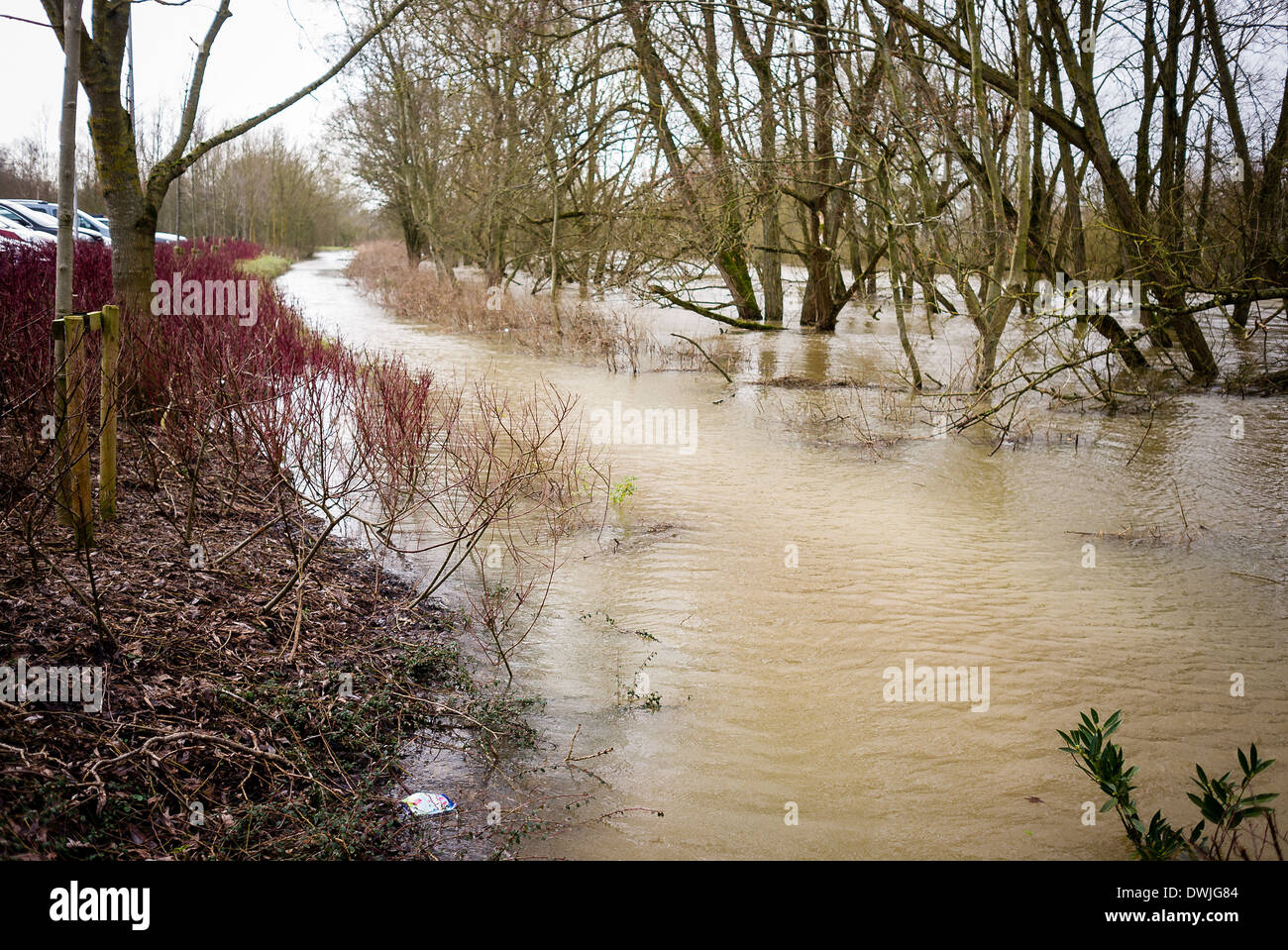 Les eaux de crue à partir de la rivière Avon à Melksham town marais Riverside chemins et jardins avec des arbustes à côté du parking en UK Banque D'Images