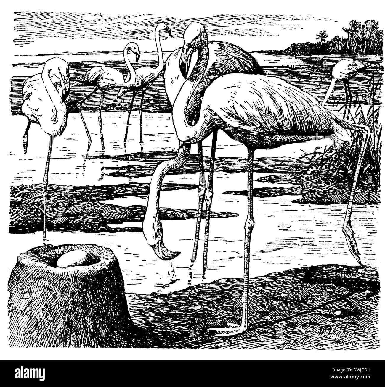 Flamingo, avant gauche : Nest Banque D'Images