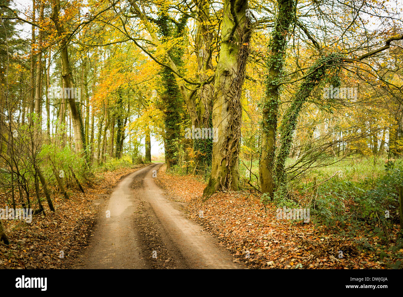 La fin de l'automne paysage dans le Wiltshire UK Banque D'Images