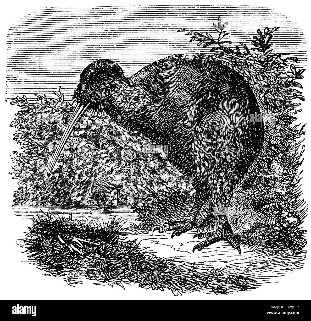 animals-kiwi-banque-de-photographies-et-d-images-haute-r-solution-alamy