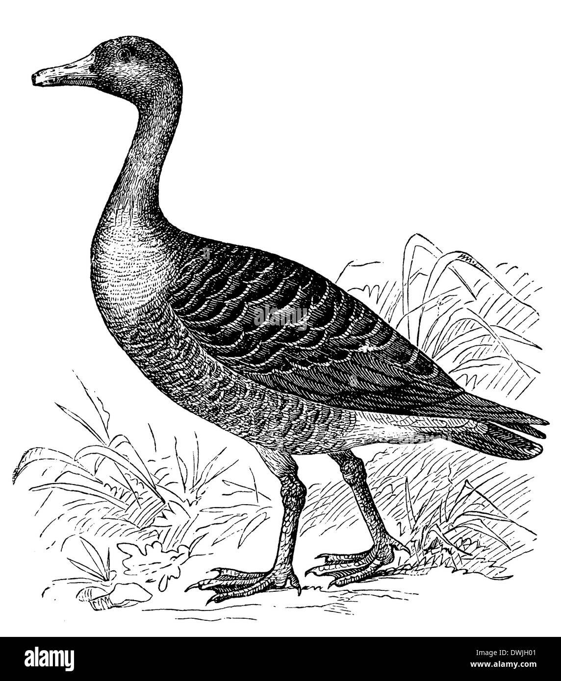 Oie sauvage Banque D'Images