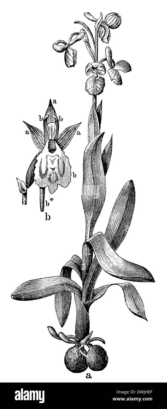 Orchidée des marais Banque D'Images