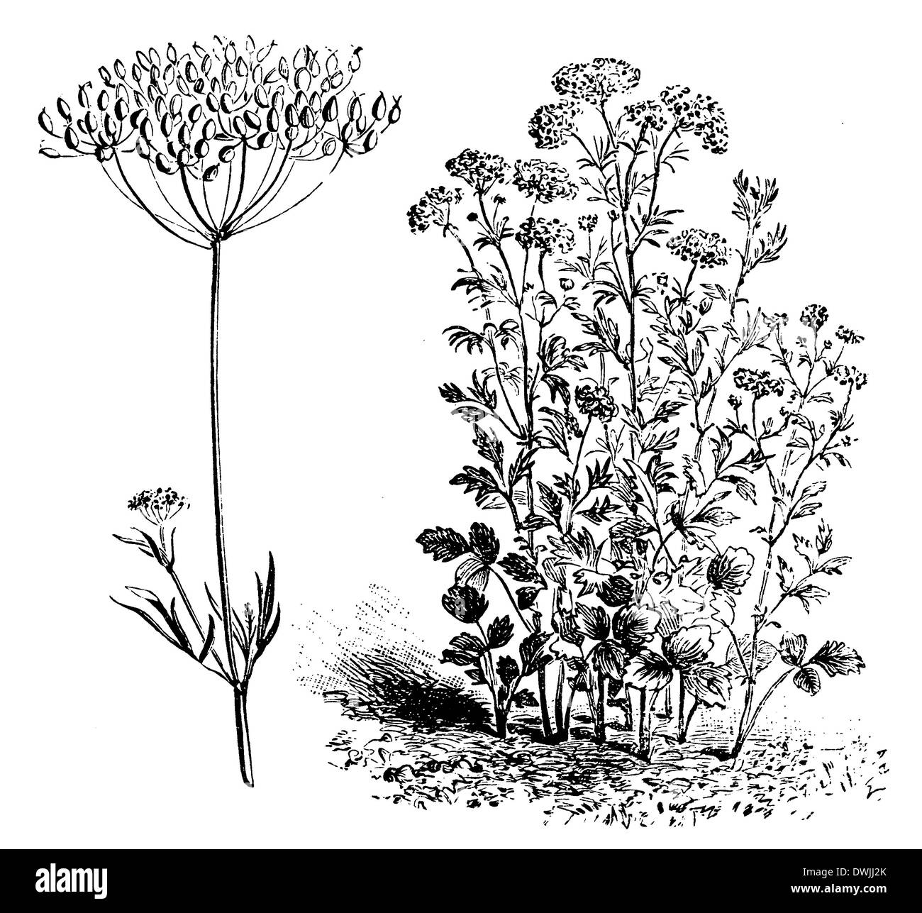 Anis, anis Banque D'Images