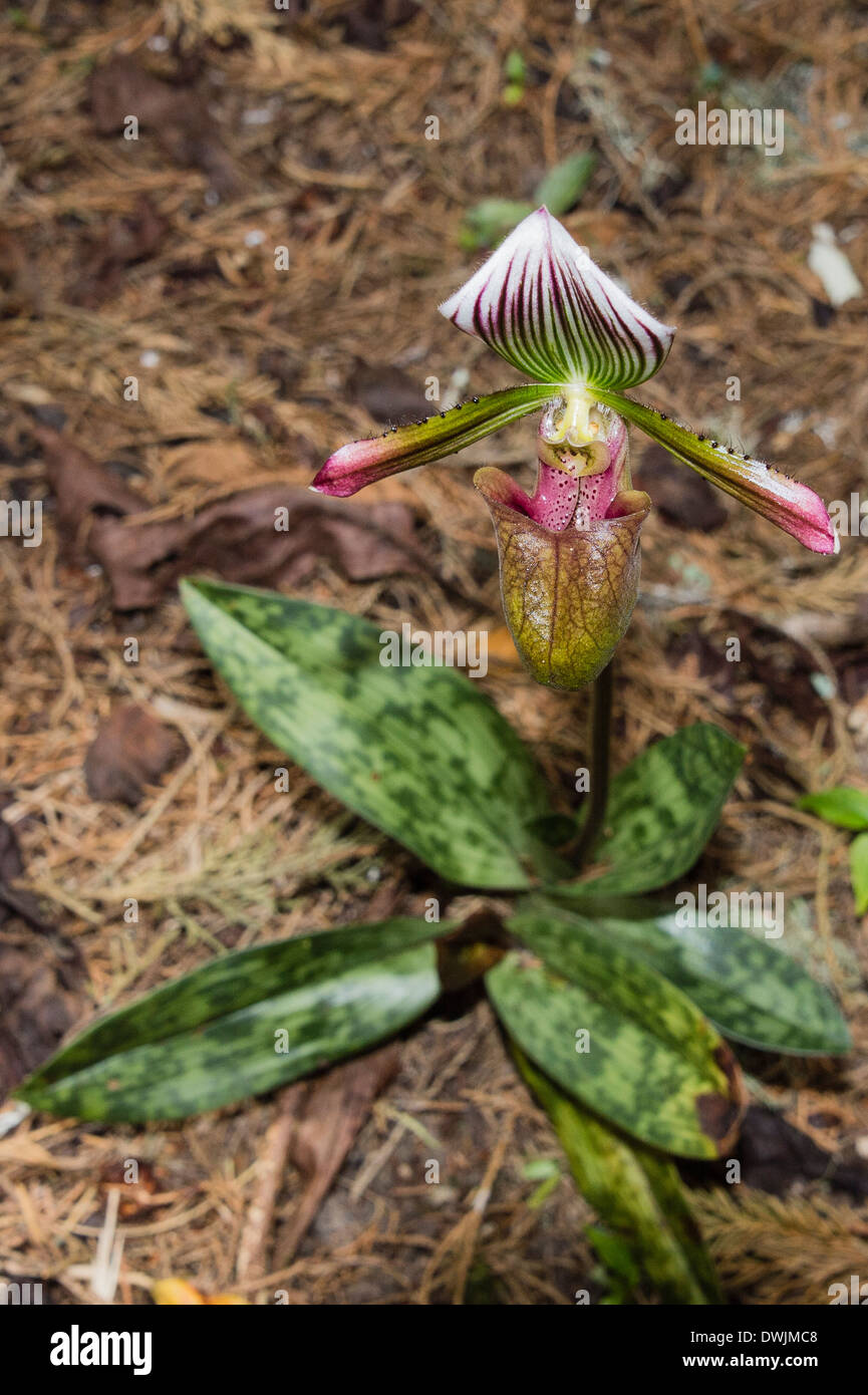 Une Lady's Slipper Orchid croissant dans les Cameron Highlands Banque D'Images