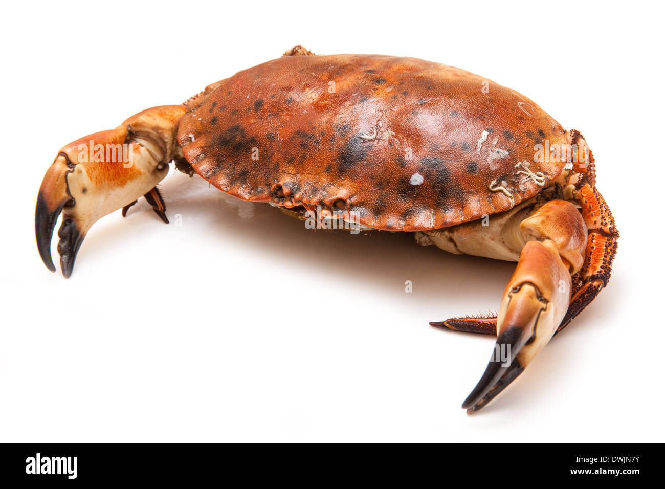 Crabe brun cuit isolated on a white background studio. Banque D'Images