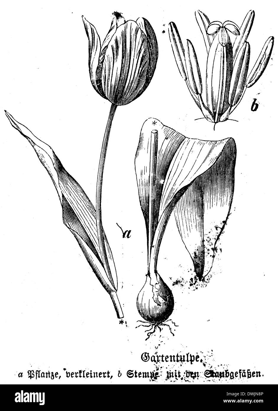Tulipe jardin Banque D'Images