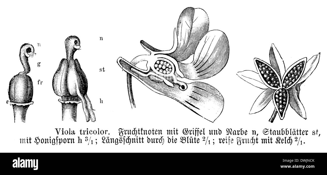 Pansy Banque D'Images