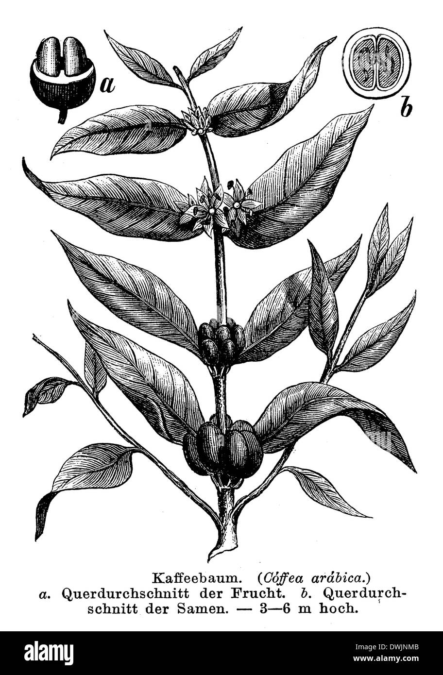 Caféier Banque D'Images